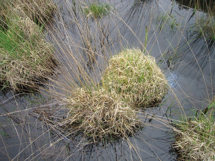 Molinia caerulea
